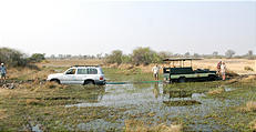 Botswana - Moremi - Stuck