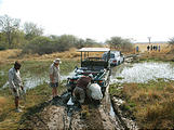 Botswana - Moremi - Stuck