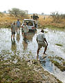 Botswana - Moremi - Stuck