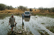 Botswana - Moremi - Stuck