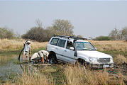 Botswana - Moremi - Stuck