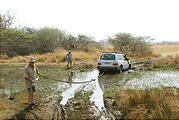 Botswana - Moremi - Stuck