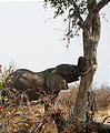 Botswana - Savute - Elephant