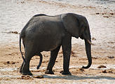 Botswana - Waterhole by the Lodge - Elephant