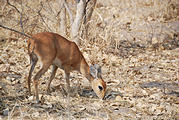 Botswana - Savute - Steenbok