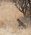 Botswana - Savute - Wild Cat