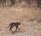 Botswana - Savute - Wild Cat