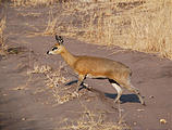 Botswana - Savute - Kilspringer