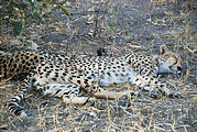 Botswana - Savute - Cheetah