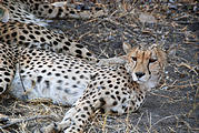 Botswana - Savute - Cheetah