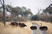 Botswana - Savute - Ostrich