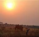 Botswana - Savute - Sunset - Elephant