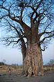 Botswana - Savute - Baobob