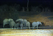 Botswana - Waterhole by the Lodge at Night - Elephant