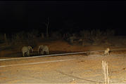 Botswana - Savute Safari Lodge - Waterhole - Lion - Elephant