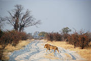 Botswana - Savute - Lion