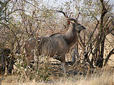 Botswana - Savute - Kudu