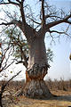 Botswana - Savute - Baobob - Elephant Damage