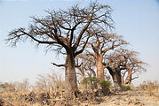 Botswana - Savute - Baobob