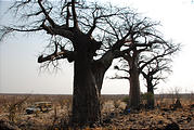 Botswana - Savute - Baobob