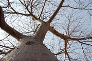 Botswana - Savute - Baobob