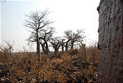 Botswana - Savute - Baobob