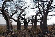 Botswana - Savute - Baobob