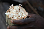 Botswana - Savute - Baobob - Making Yogurt