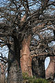 Botswana - Savute - Baobob