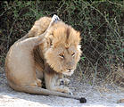 Botswana - Savute - Lion