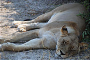 Botswana - Savute - Lion