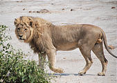 Botswana - Savute - Lion