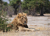 Botswana - Savute - Lion