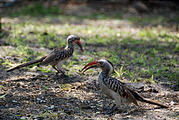 Botswana - Savute Safari Lodge - Red billed Hornbill