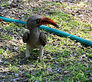 Botswana - Savute Safari Lodge - Red billed Hornbill