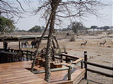 Botswana - Savute Safari Lodge - Waterhole - Elephant