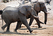 Botswana - Waterhole by the Lodge - Elephant