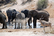 Botswana - Waterhole by the Lodge - Elephant