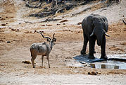 Botswana - Waterhole by the Lodge - Elephant