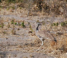 Botswana - Savute - Kori Bustard