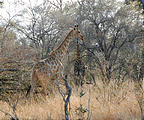 Botswana - Savute - Giraffe