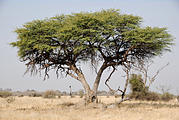 Botswana - Savute - Tree