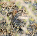 Botswana - Savute - Mongoose