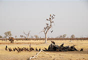 Botswana - Savute - Dead - Elephant - Vultures and a carrion-eating Marabou Stork