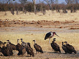 Botswana - Savute - Dead - Elephant - Vultures and a carrion-eating Marabou Stork