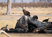 Botswana - Savute - Dead - Elephant - Vultures