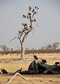 Botswana - Savute - Dead - Elephant - Vultures