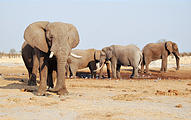 Botswana - Savute - Elephant