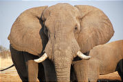 Botswana - Savute - Elephant