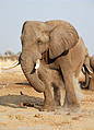 Botswana - Savute - Elephant